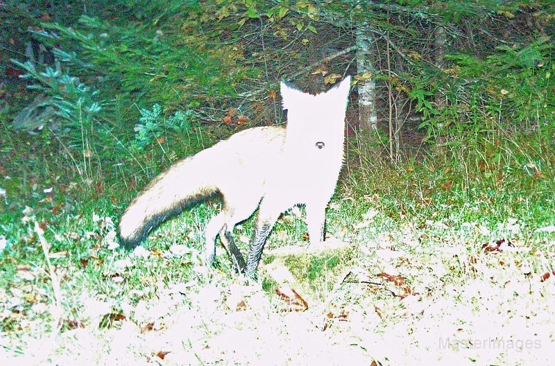 RedFox_092611_0002hrs.jpg - Red Fox (Vulpes vulpes)